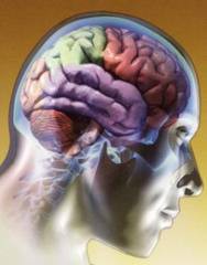 Dieta força cérebro a comer a si mesmo e aumenta fome